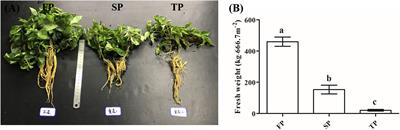 Antagonistic Activity of Trichoderma spp. Against Fusarium oxysporum in Rhizosphere of Radix pseudostellariae Triggers the Expression of Host Defense Genes and Improves Its Growth Under Long-Term Monoculture System